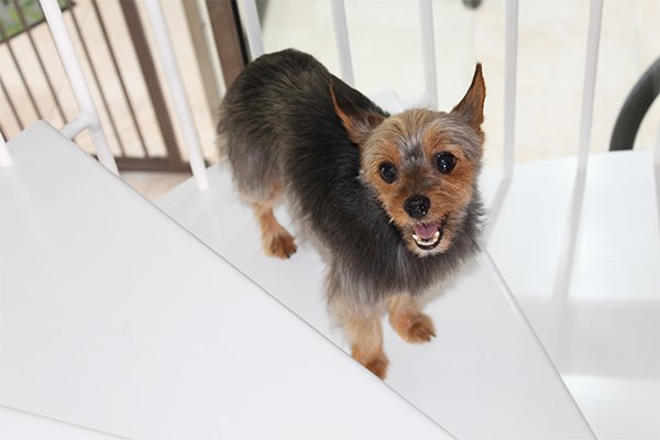 peluquerias caninas en san sebastian donostia lavado y peinado de perros y gatos