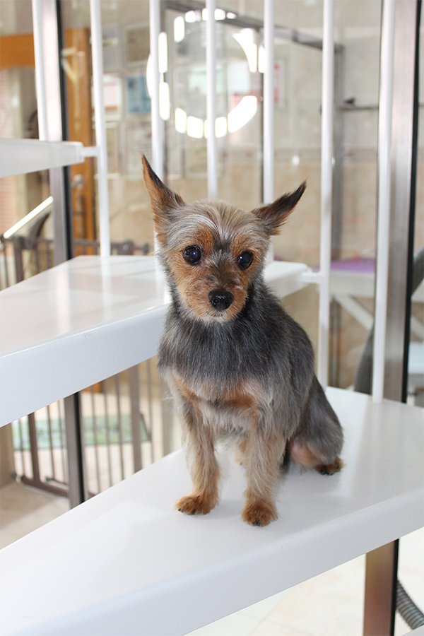 anna tor estetica y peluqueria canina. fotografias de perros dog photographs